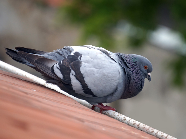 birds and pests in dayton ohio gutters